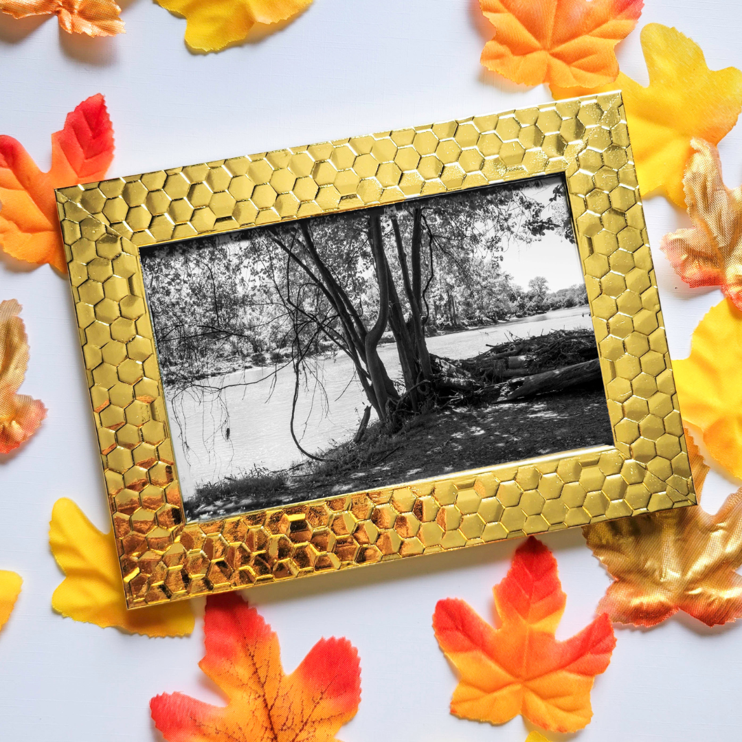 Branching Out In Black And White Photo Print