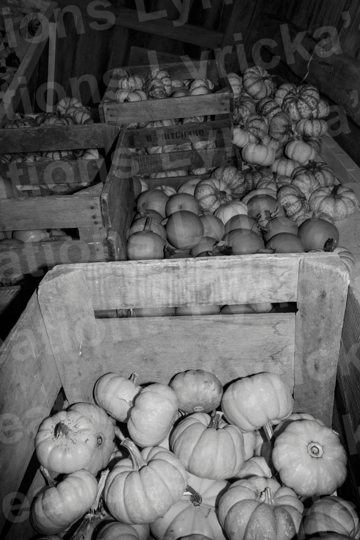 Pumpkins Photo Print