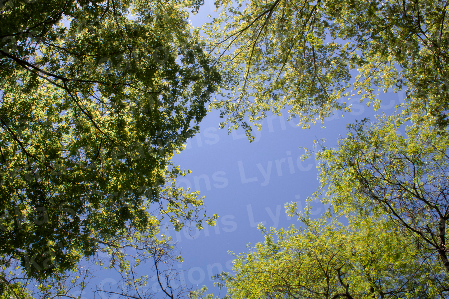 Look Up Photo Print