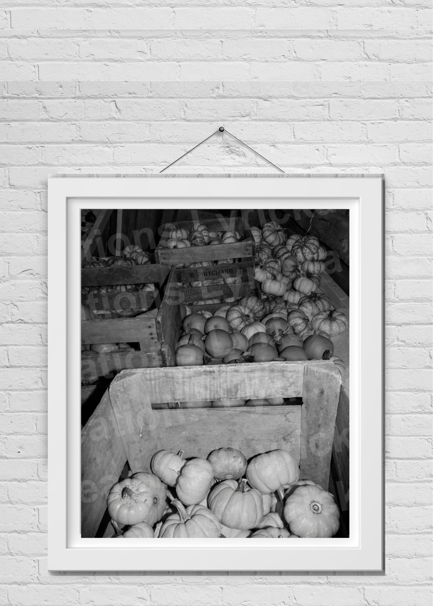 Pumpkins Photo Print