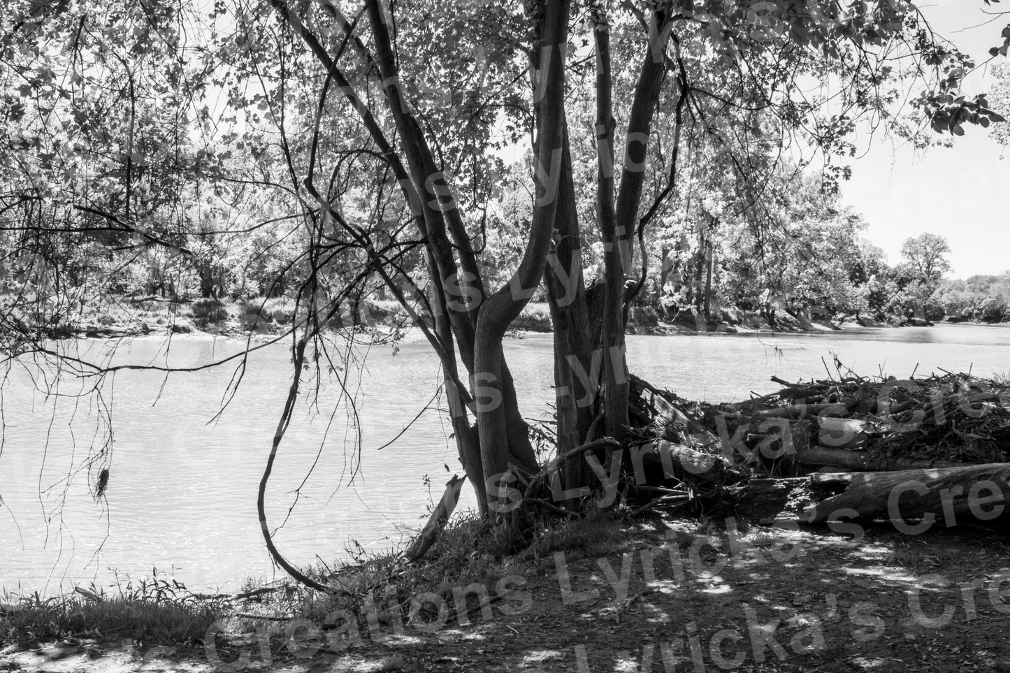 Branching Out In Black And White Photo Print