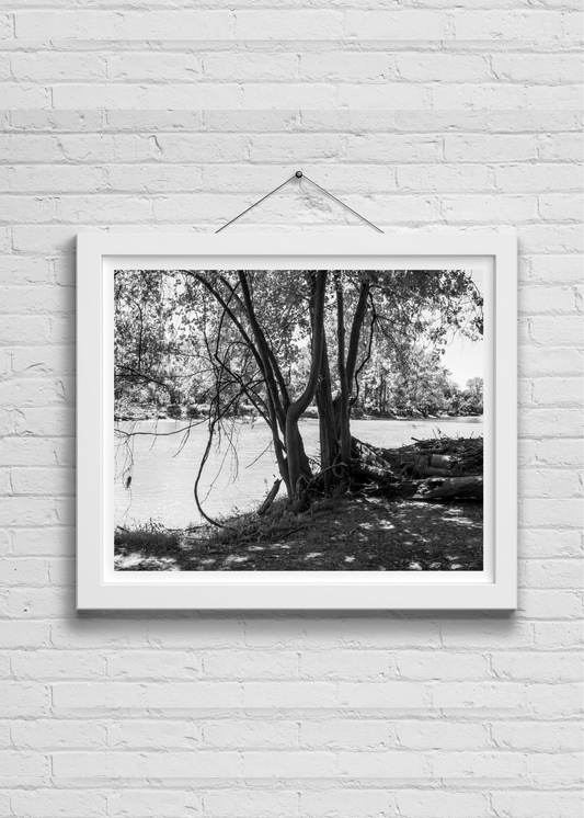 Branching Out In Black And White Photo Print